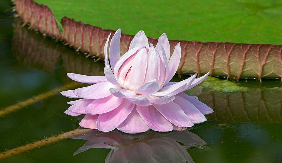 Feuilles flottantes de 1-2,5 m supportant un poids de plusieurs dizaines de livres bien réparti, pétioles longs de 8 m et fleurs de 20-35 cm s'ouvrant pour deux nuits © Giuseppe Mazza