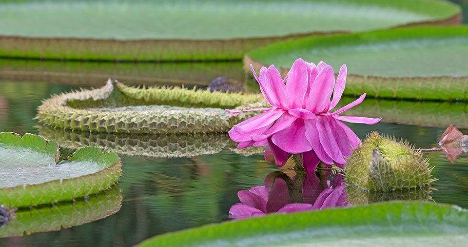 La prima notte il fiore è appena rosato, con tessuti zuccherini, pronto a farsi divorare da scarabei carichi di polline per sequestarli poi, sazi e assopiti, quando si rinchiude al mattino. Il secondo giorno l’organo femminile non è più ricettivo, il polline è maturo, e quando il fiore si riapre, liberando i coleotteri infarinati, i petali sono rosa intenso © Giuseppe Mazza