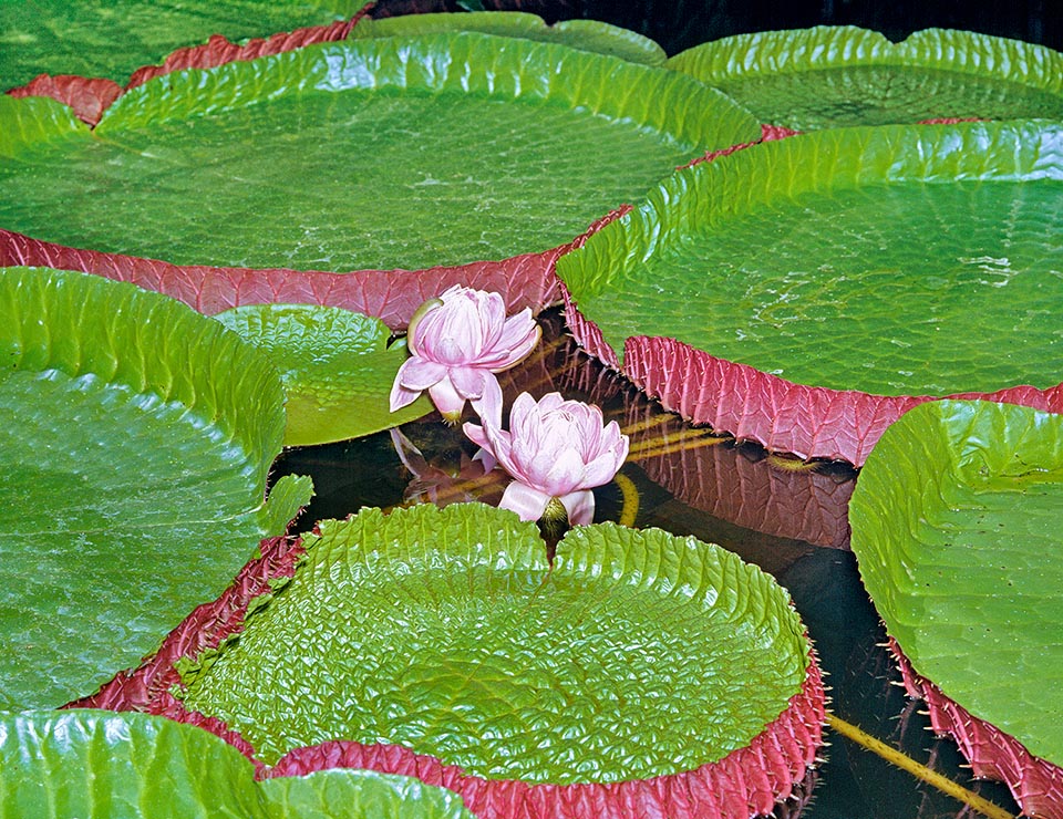Victoria amazonica es una plabta herbácea rizomatosa enraizada en el fondo de aguas someras, calmas o lentas de los ríos de Bolivia, Brasil y Guyana © Giuseppe Mazza