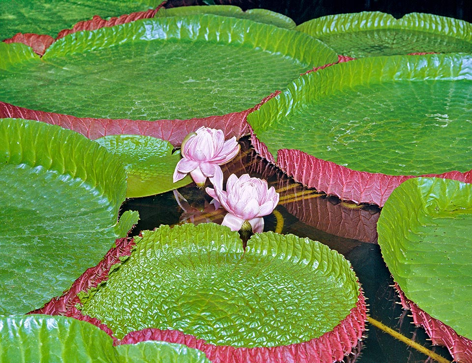 Victoria amazonica is a rhizomatous herbaceous plant rooted at the bottom in shallow, calm or slow waters of Bolivia, Brazil and Guyana rivers © Giuseppe Mazza