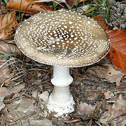 Amanita pantherina - Monaco Nature Encyclopedia