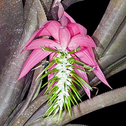 Billbergia rosea - Monaco Nature Encyclopedia