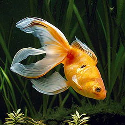 Carassius auratus - Monaco Nature Encyclopedia
