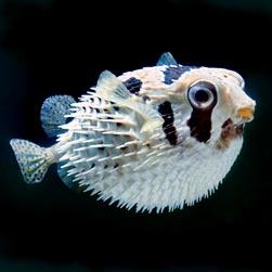 Diodontidae Archivi Monaco Nature Encyclopedia