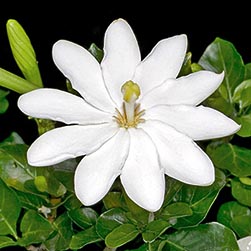 Gardenia thunbergia - Monaco Nature Encyclopedia