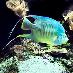 Holacanthus bermudensis Monaco Nature Encyclopedia