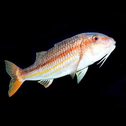 Mullus surmuletus - Monaco Nature Encyclopedia