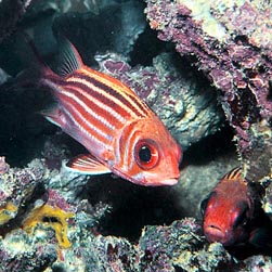 Sargocentron rubrum Monaco Nature Encyclopedia