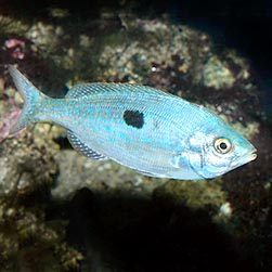 Spicara Maena Monaco Nature Encyclopedia spicara maena monaco nature encyclopedia