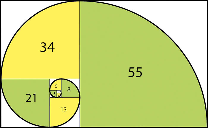 Las címulas del romanesco están dispuestas según la célebre espiral del famoso matemático Leonardo Pisano, Fibonacci (Pisa, en torno a 1115-1235), formada por una serie de arcos con radio creciente según la secuencia de Fibonacci, en la que cada número es la suma de los dos anteriores. Los números citados en la figura son los radios de los arcos © G. Mazza