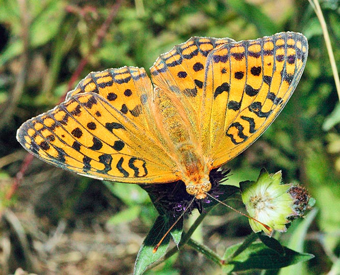 Argynnis adippe is widely diffused even if never numerous. Seen from above, is much alike Fabriciana niobe and Argynnis aglaja. For correct classification we must carefully observe the lower page of the rear wing © G. Mazza