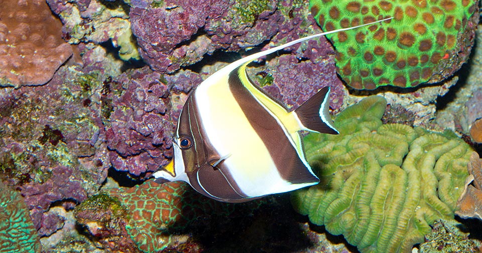 The Zanclidae form a family intermediate for various characters between the elegant Chaetodontids, the butterfly fish, and the Acanthurids, the surgeonfishes © Giuseppe Mazza
