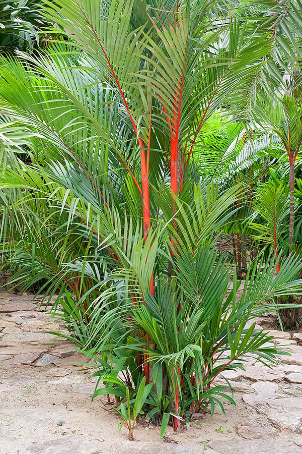 Cyrtostachys renda is a cespitose species with thin stems, unarmed, tall up to 12 m © Giuseppe Mazza