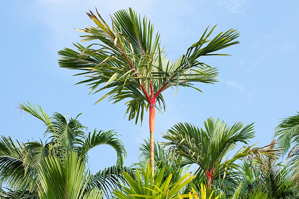 Le tronc, de 5 à 7 cm, est vert dans sa partie la plus jeune puis grisâtre alors que la gaine foliaire qui l'entoure sur environ 60 cm et les pétioles sont rouge écarlate © Giuseppe Mazza