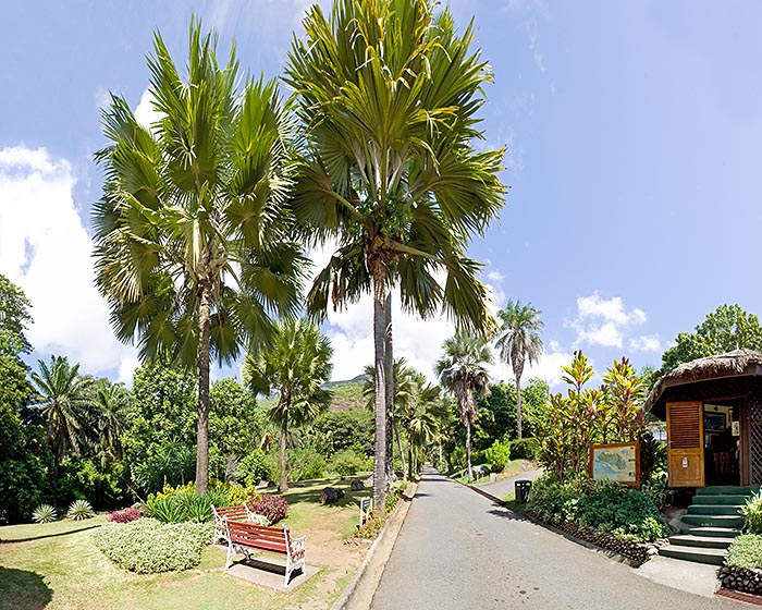 Orto Botanico di Victoria, Seychelles