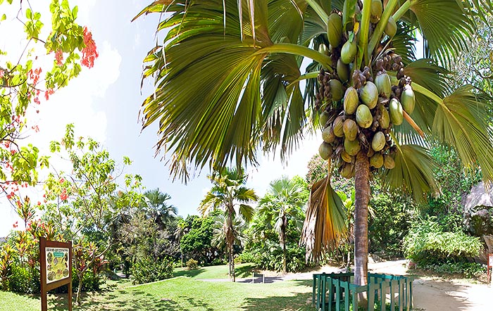 Orto Botanico di Victoria, Seychelles