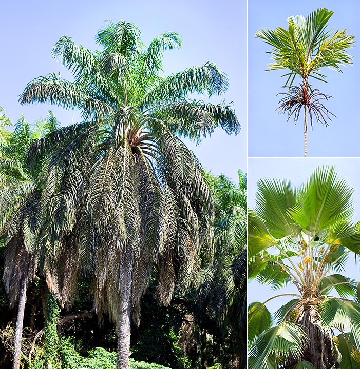 Orto Botanico di Victoria, Seychelles