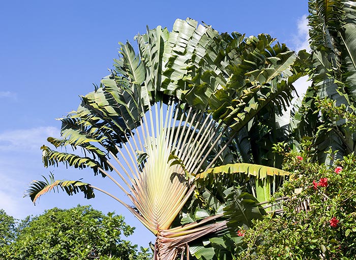 Botanical Garden of Victoria, Seychelles