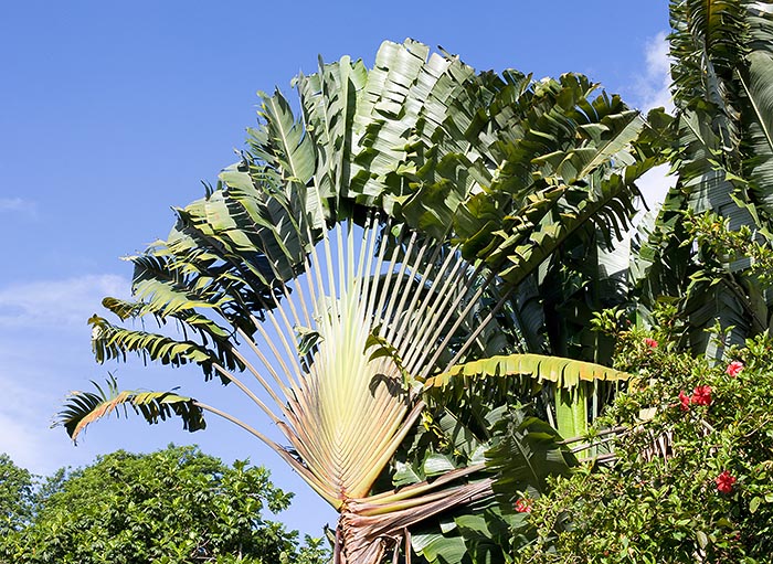 Orto Botanico di Victoria, Seychelles