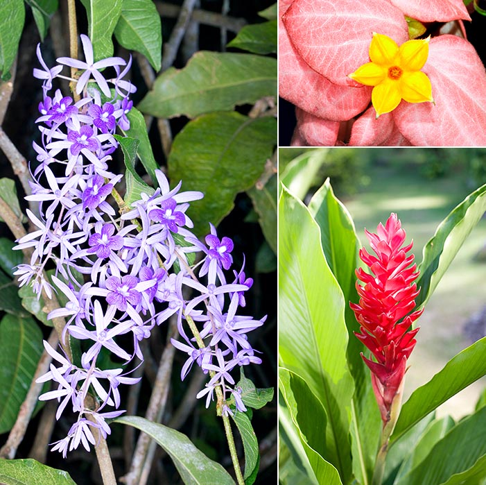 Orto Botanico di Victoria, Seychelles