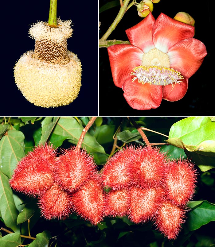 Jardín Botánico de Victoria, Seychelles