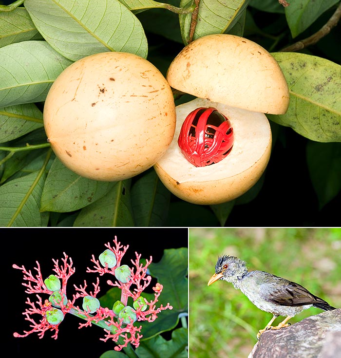 Orto Botanico di Victoria, Seychelles