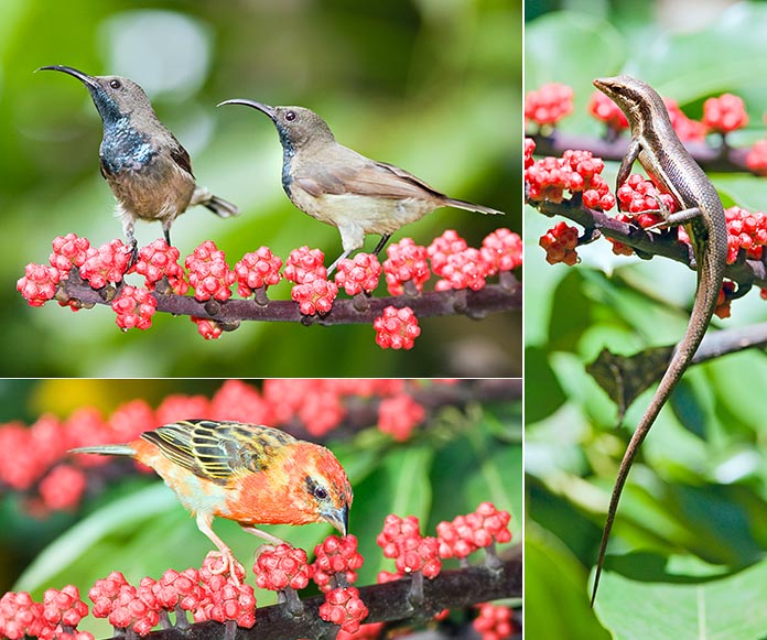 Jardín Botánico de Victoria, Seychelles