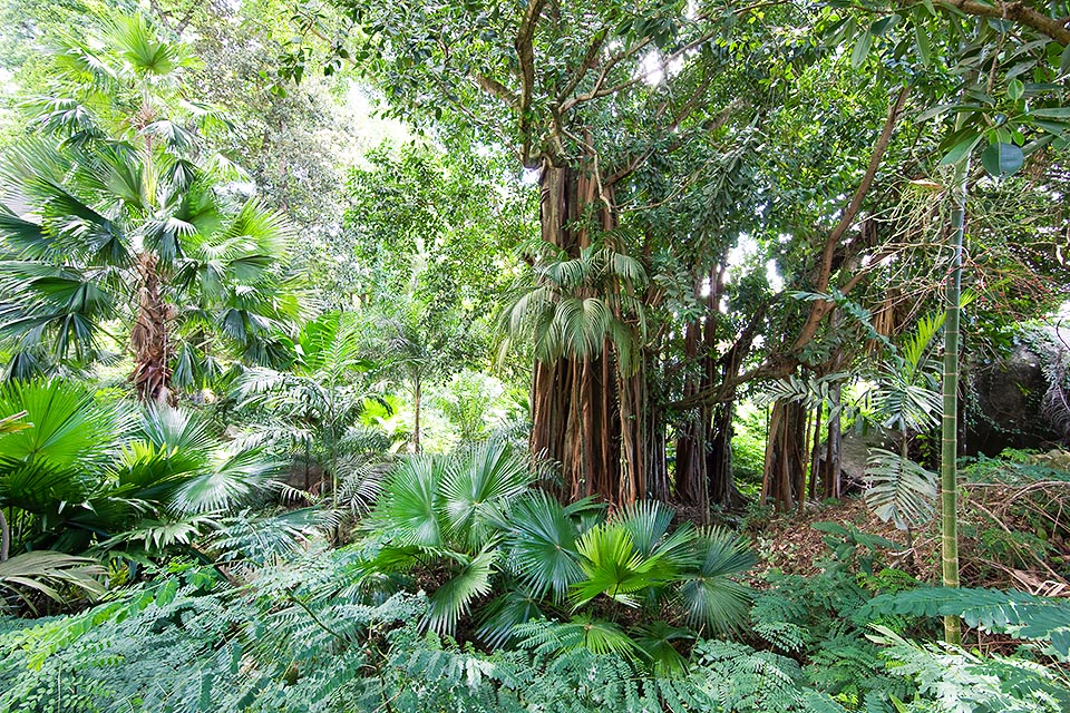 Orto Botanico di Victoria, Seychelles