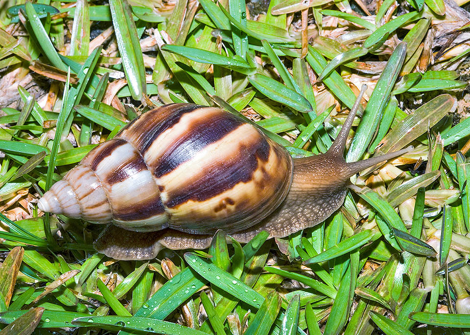 Lissachatina fulica, Giant African land snail Lissachatina fulica is a land gastropod mollusk native to eastern Africa and now present in more than 50 countries of the world