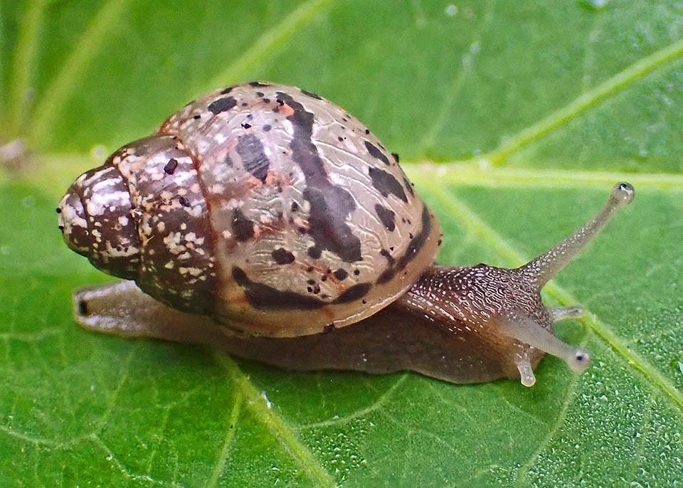 Lissachatina fulica, Giant African land snail Juveniles can reproduce when 6 months old, after four development stages. They are recognized by the number of shell whorls: 1 to 4, whilst in adults are 5 to 7.