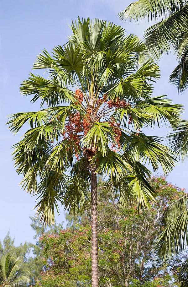 Originaire du Sud-Est asiatique, le Saribus rotundifolius est un palmier très ornemental, spécialement pendant sa période de jeunesse du fait de sa couronne luxuriante. Cependant il ne supporte pas des températures proches de 0 °C. Cultivable que sous les tropiques ou comme plante d'intérieur © Mazza