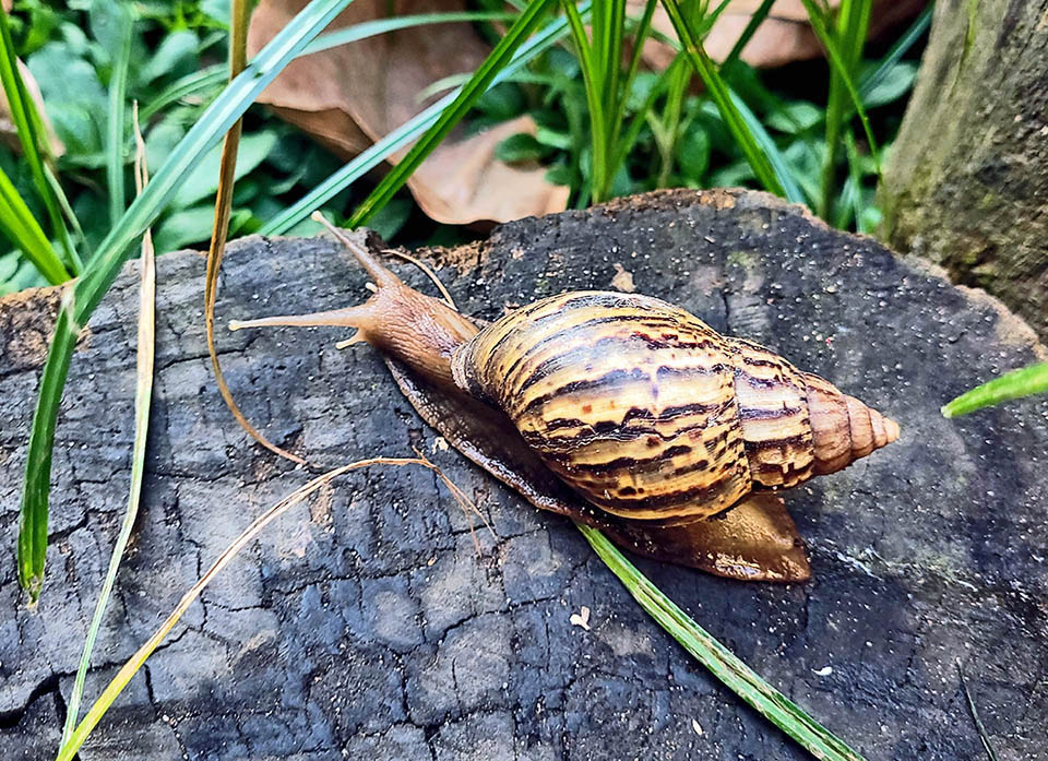 Lissachatina fulica, Giant African land snail Lives preferably at medium-low altitudes, and its natural habitat is characterized by tropical climate with warm temperatures all the year and high humidity.