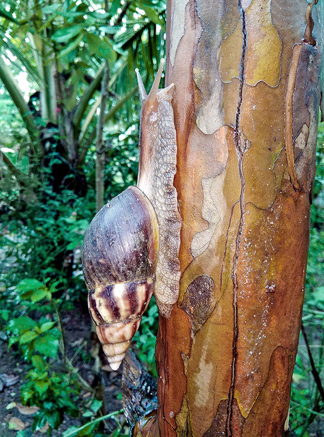 Lissachatina fulica, Giant African land snail Called Giant African land snail due to its shell that may exceed 20 cm in length, is considered among the 100 invasive species more dangerous on the world as it adapts perfectly to a vast variety of different environments.