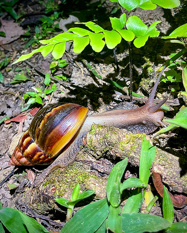 Lissachatina fulica, Giant African land snail Lissachatina fulica secretes a protective mucus that allows fluid and easy movements also on rough and cutting surfaces, and serves also to seal the opening of the mollusk when this gets inside its shell.