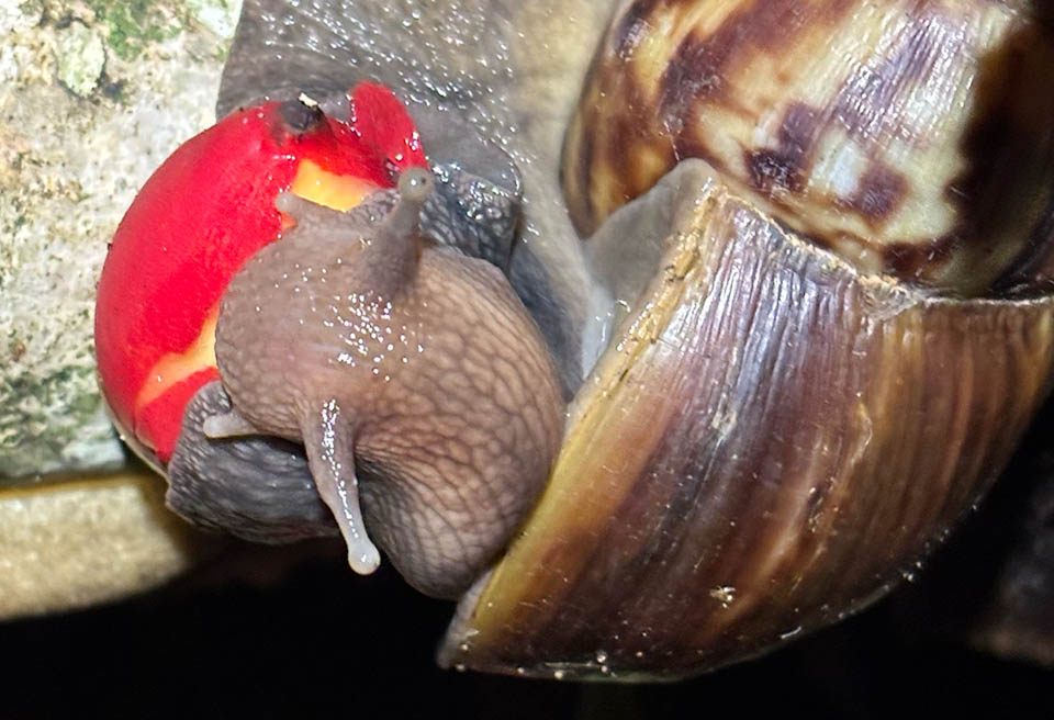 Lissachatina fulica, Giant African land snail Here nibbling on a fruit. Lissachatina fulica feeds on many different vegetal species, both food and ornamental, causing extensive damage to the crops.