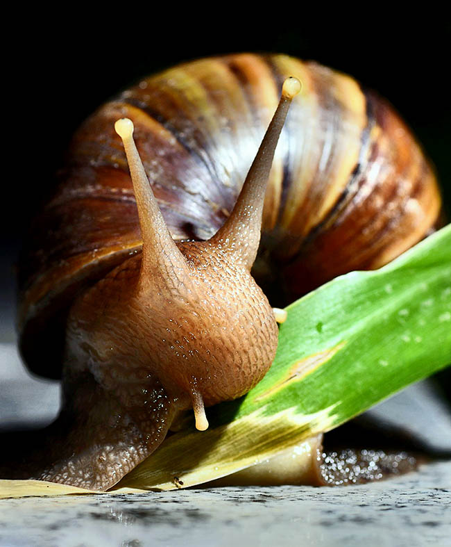 Lissachatina fulica, Giant African land snail It's a voracious appetite herbivore. On top we see two pairs of tentacles: on the shorter ones, below, stands the olfactory organ, whilst the long ones, up, carry the round eyes, extremely sensitive to light.
