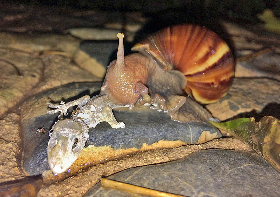 Lissachatina fulica, Giant African land snail Here devours a gecko corpse. An alternative source of food, with animal feces, alive or dead mollusks, garbage and decaying organic material.