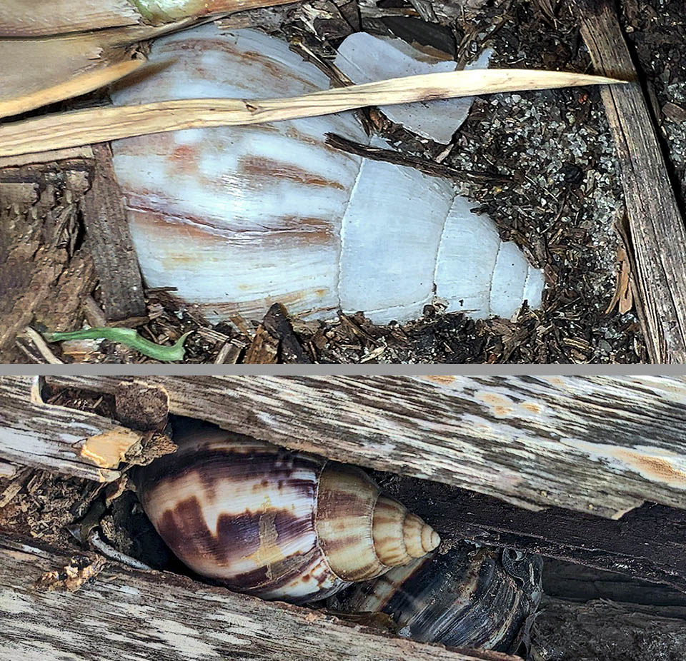 Lissachatina fulica, Giant African land snail When inactive it shelters in various environments, like soft ground or under trees bark.