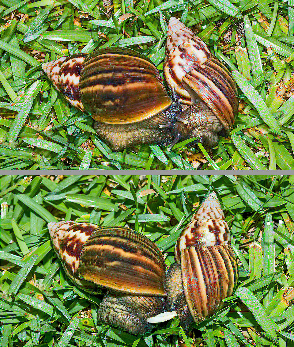 Lissachatina fulica, Giant African land snail The Giant African land snail is a hermaphrodite mollusk having male and female reproductive organs, that is able to produce sperm and eggs. Here, after courting that may last even 30 minutes, the two partners transfer each other the spermatozoa through their own copulatory organs.