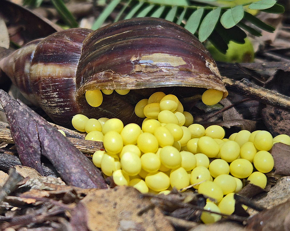 Lissachatina fulica, Giant African land snail 8-20 days after mating, 100 to 500 fecundated eggs are laid in the ground or among rocks and leaves.