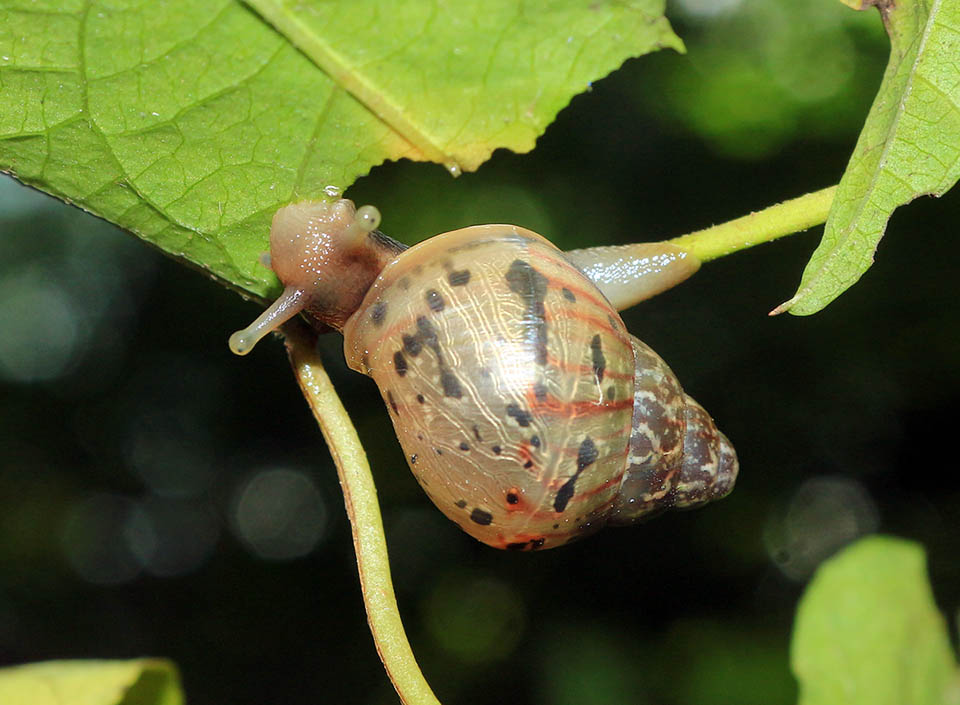 Lissachatina fulica, Giant African land snail The juveniles mainly feed on unicellular algae and decaying material, but they do not disdain tender leaves to nibble