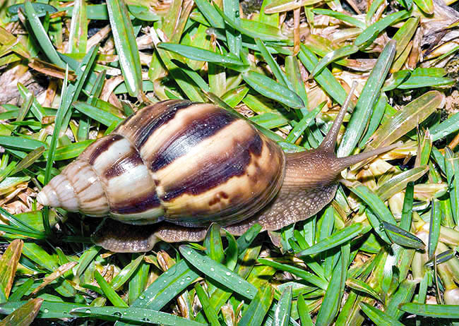 Achatina fulica, Achatinidae