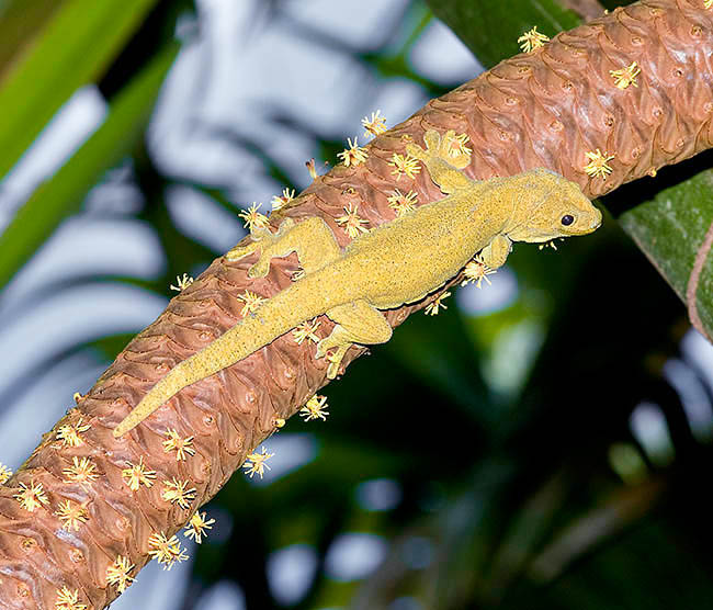 Ailuronyx trachygaster, Gekkonidae, geco broncíneo gigante