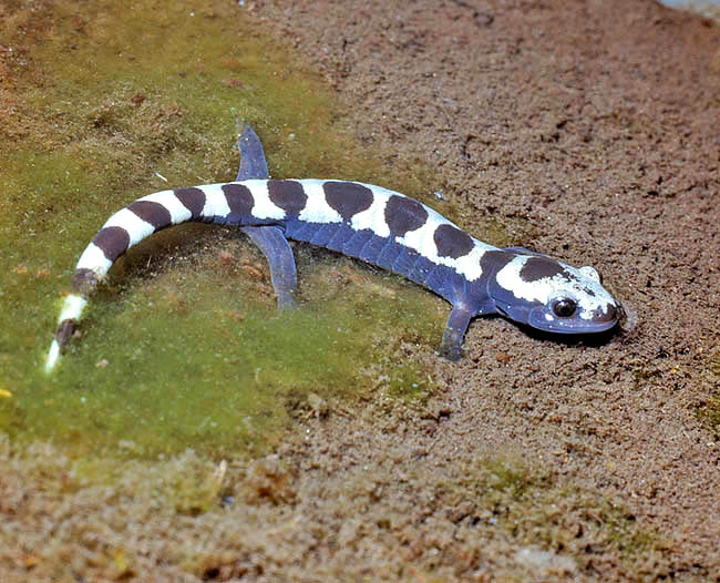 Ambystoma opacum, Ambystomatidae, salamandra jaspeada