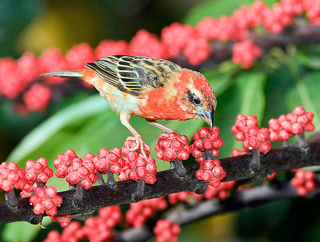 Red cardinal foody, Foudia madagascariensis, Ploceidae