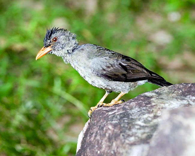 Hypsipetes crassirostris, bulbul merle, Pycnonotidae