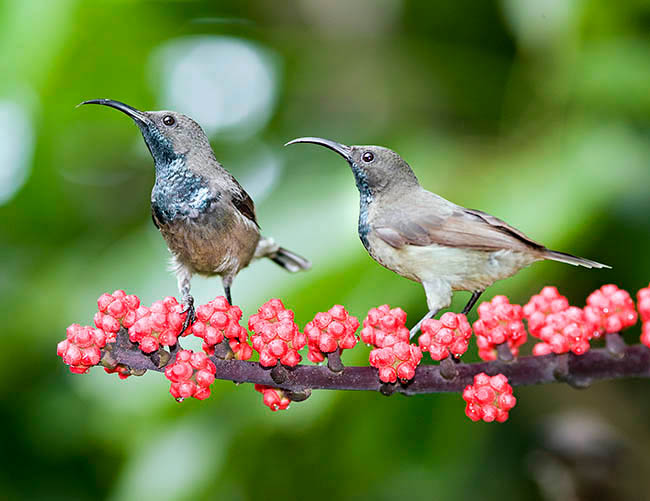 Nectarinia dussumieri, souimanga des Seychelles, souimanga de Dussumier, Nectariniidae