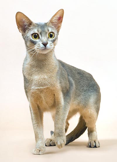 Abyssinian Blue © Giuseppe Mazza