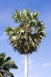 Borassus flabellifer - Monaco Nature Encyclopedia