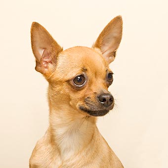 Short-coated Chihuahua © Giuseppe Mazza